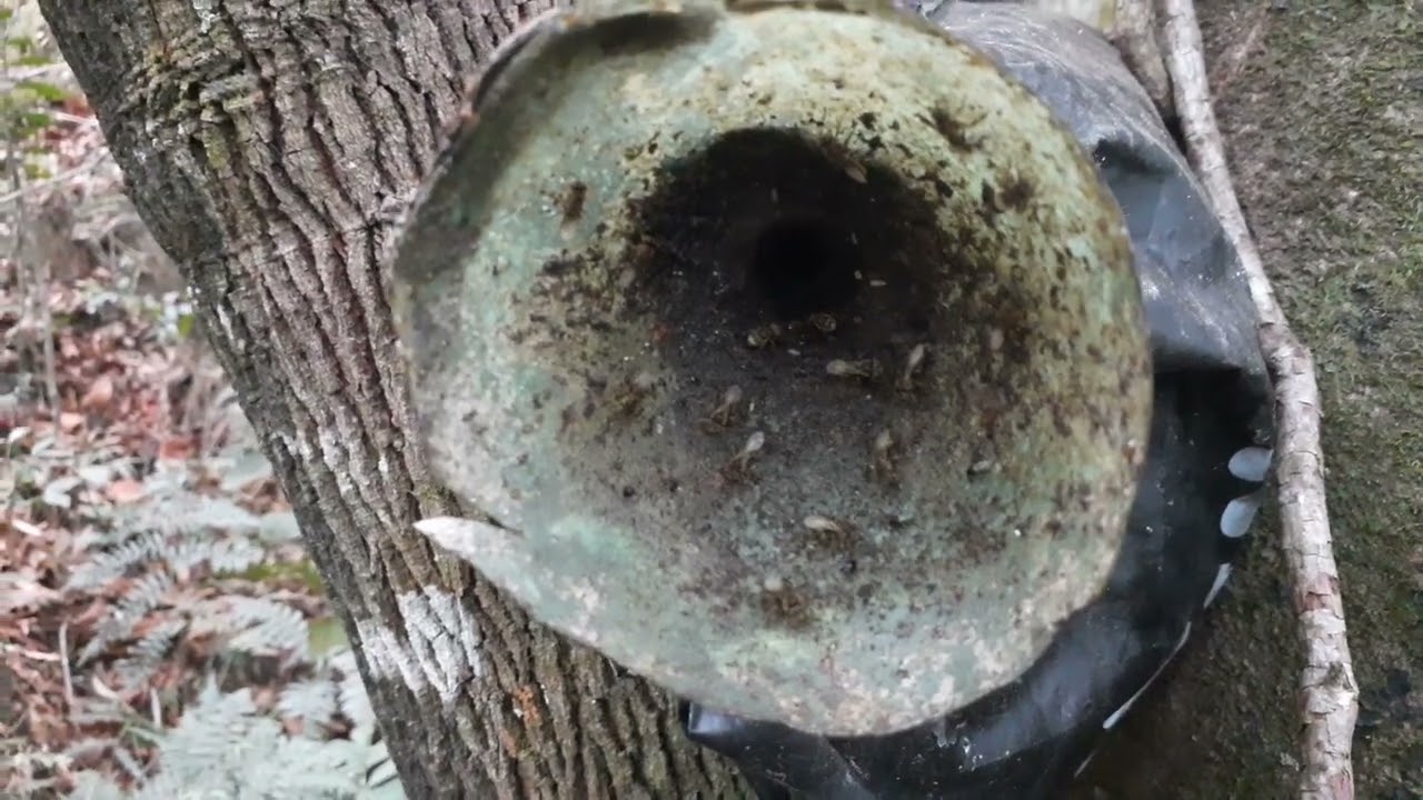 CAPTURA DE COLÔNIA DE ABELHA BORÁ EM ISCA PET