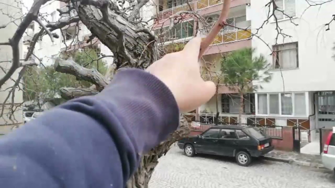 Hünnap Ağacı Budama da Püf noktaları nelerdir. Doktor Hünnap..