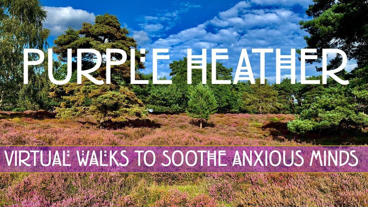 4k Relaxing English countryside walk across Purple Heather, Hollesley Common