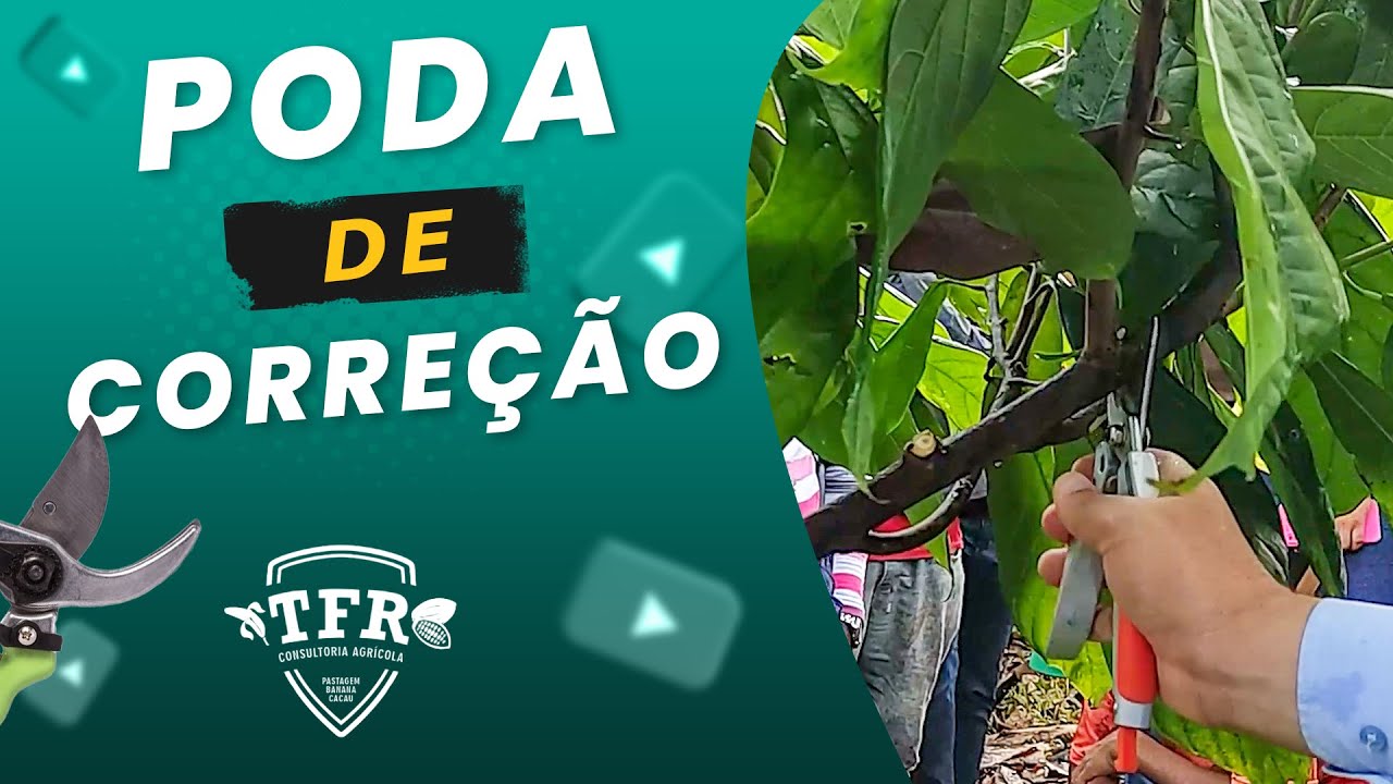 REALIZANDO PODA DE CORREÇÃO NO CACAUEIRO 🌱 - PARTE 2