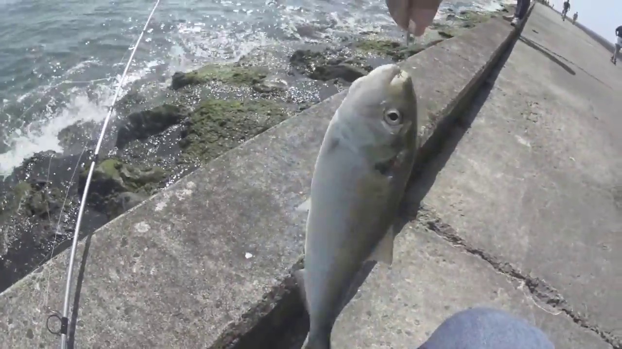 Shad fishing Rotterdam - At &ccedil;ek Tirsi avı #fishing #outdoors #fishing