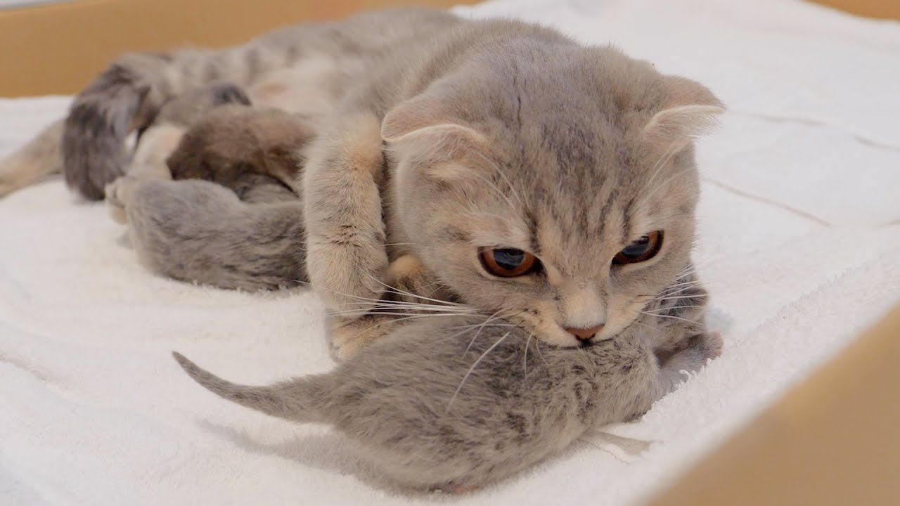 Кошка-мать может укусить шумного котенка за шею, чтобы успокоить его.