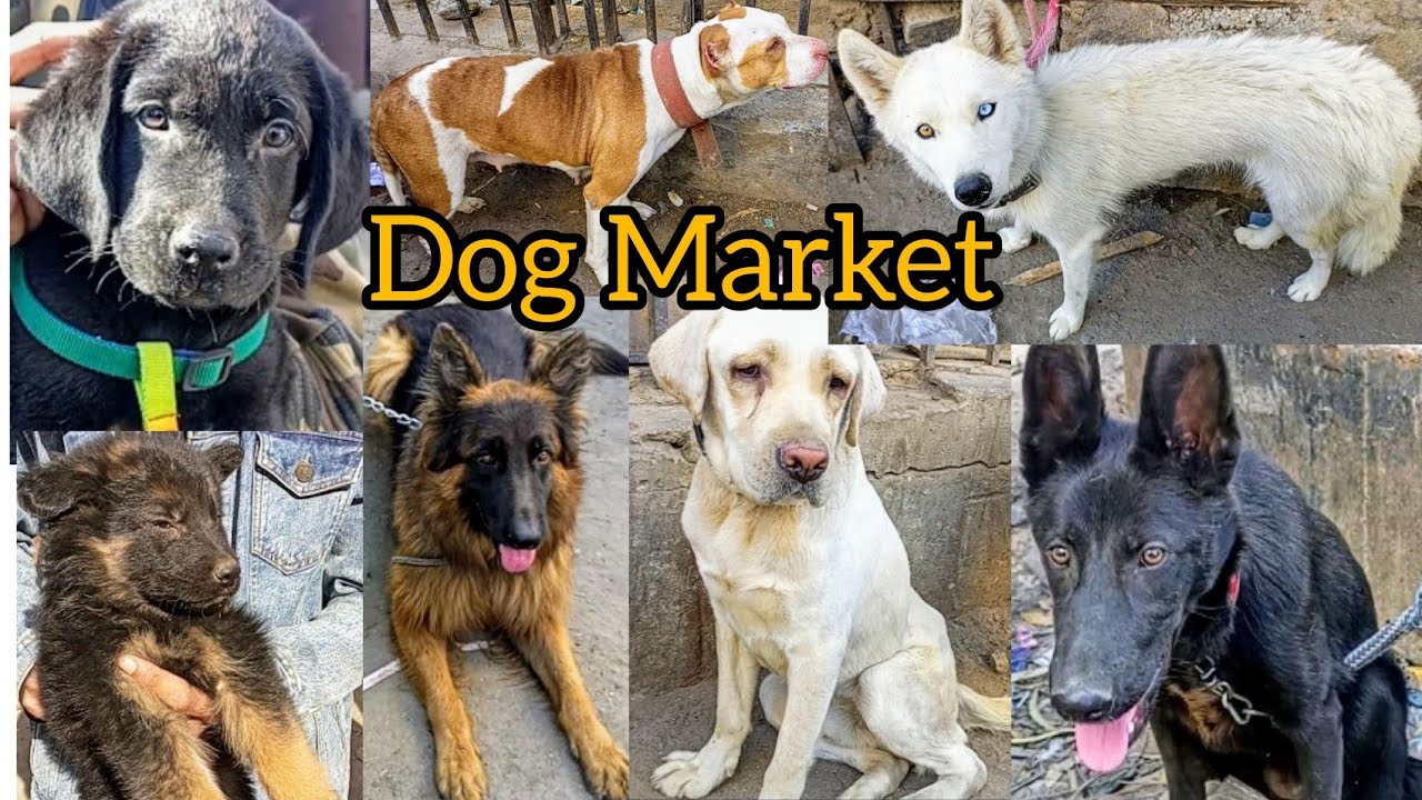 Dogs Ki Mandi Karachi | Saddar Dog market special dogs market March 3, 2024 #babapetsinfo #dogmarket