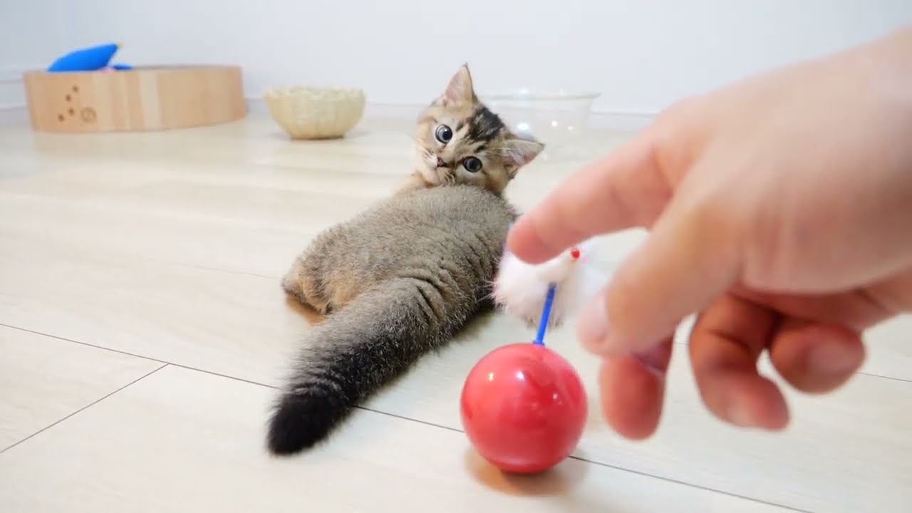 Will Kitten Kiki's special move 