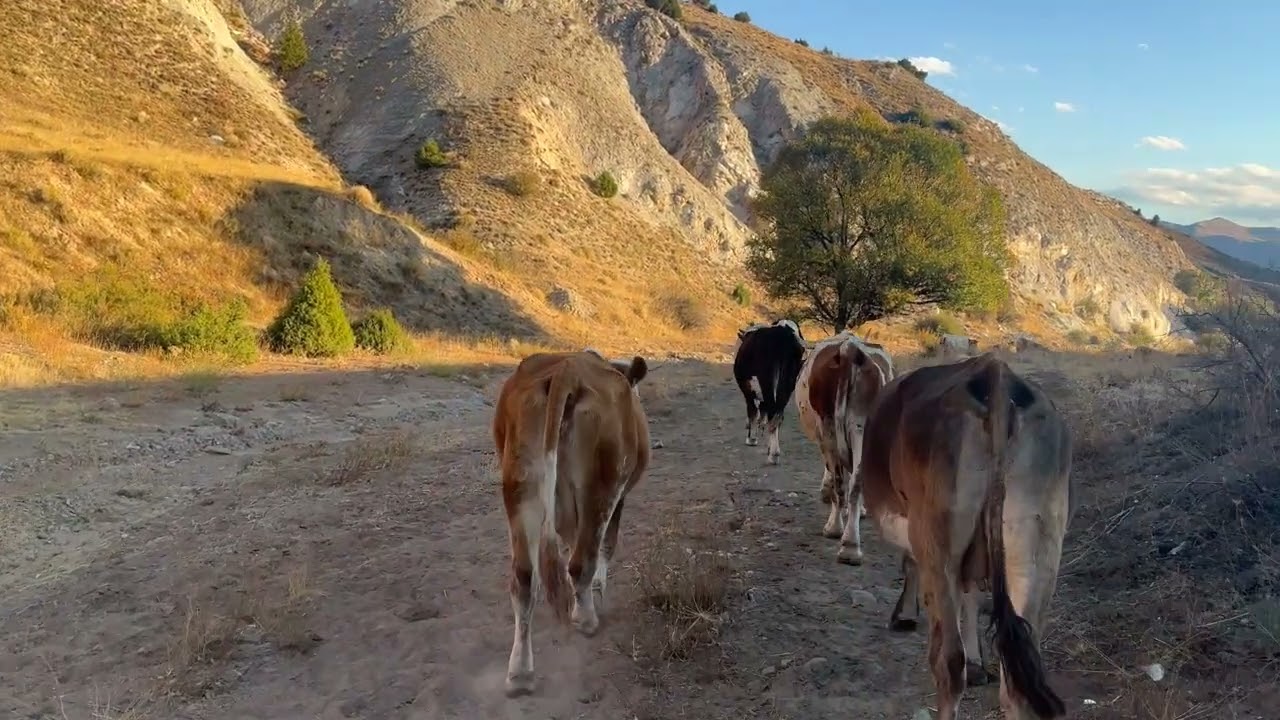 Danamızın Boynuzu Kırıldı Moraller BOZUK