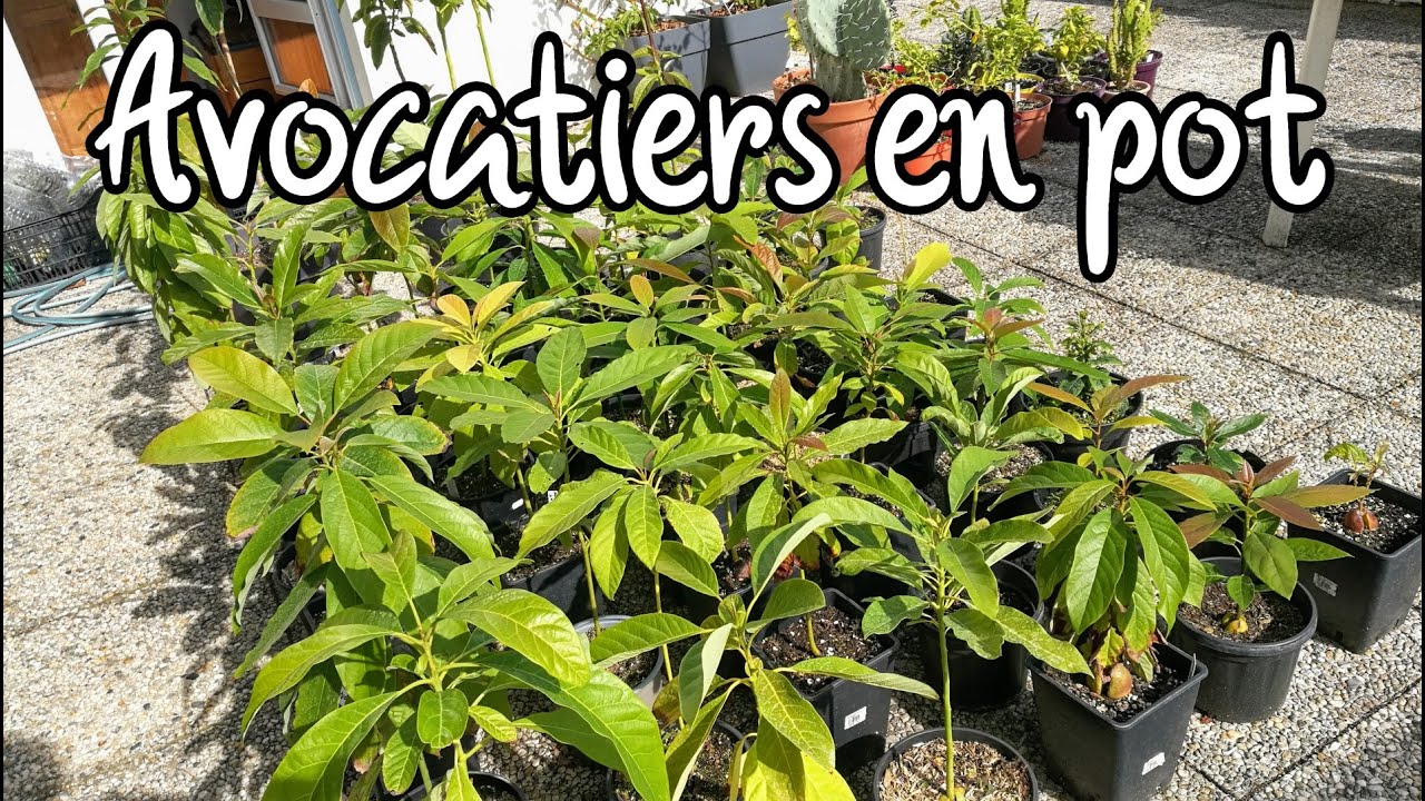 Ma collection d'avocatiers