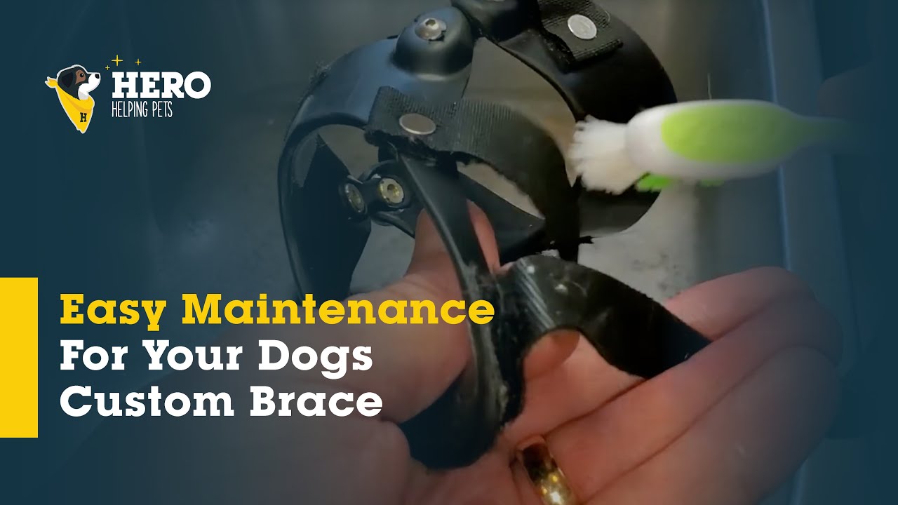 How to clean your dog brace. (Long Lasting Tips)