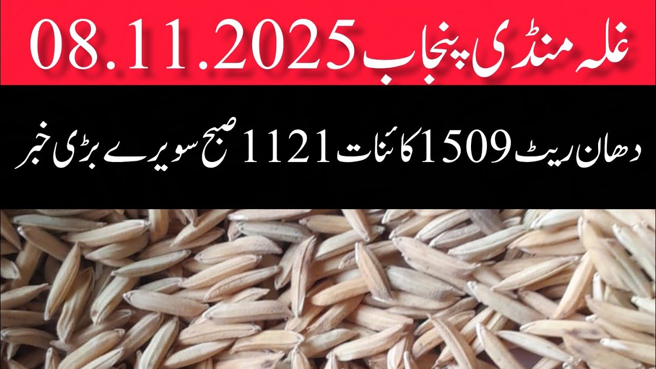 Dhan Price Today Punjab Mandi Pakistan // Dhan Mandi Rate 08.11.2025