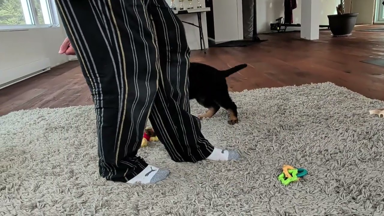 Luring into position for heeling - 9 week