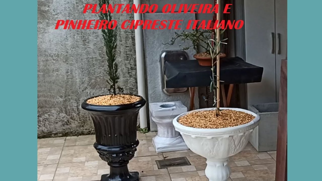 Plantando Oliveira e Pinheiro Cipreste Italiano. Dicas para plantio em vasos. Super legal