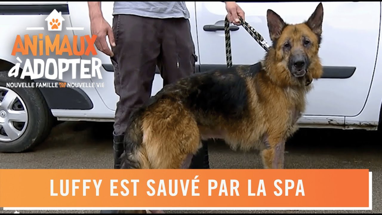 Luffy maltrait&eacute;, est sauv&eacute; par la SPA