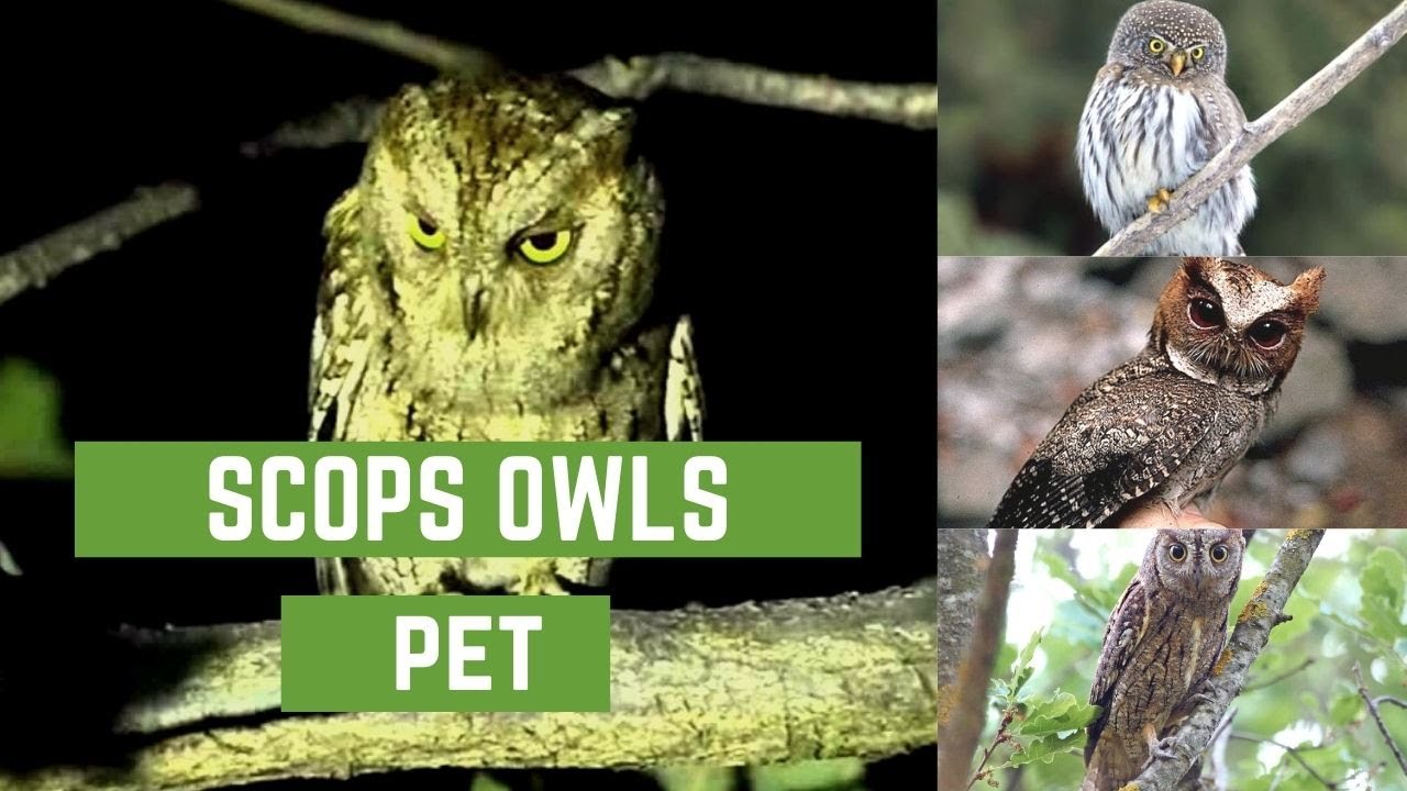 Scops owls || scops owl feeding || scops owl feeding || scops owl care || scops owl pet