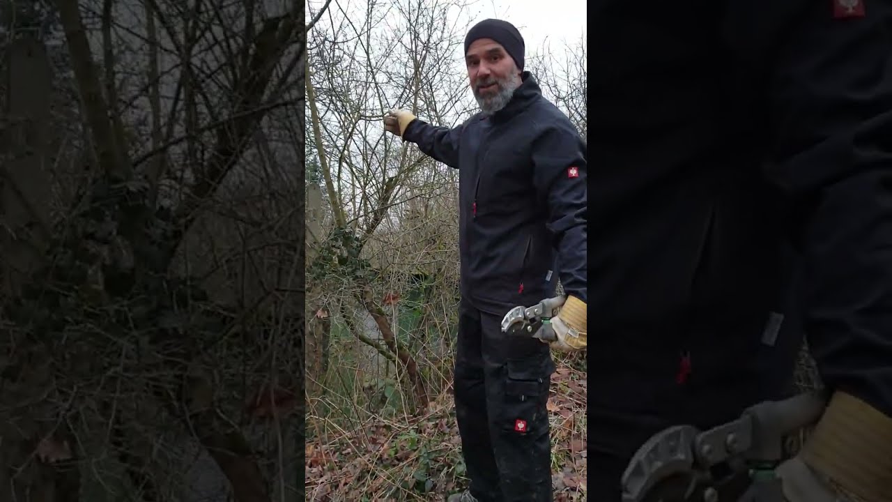 Cutting Blackthorn.