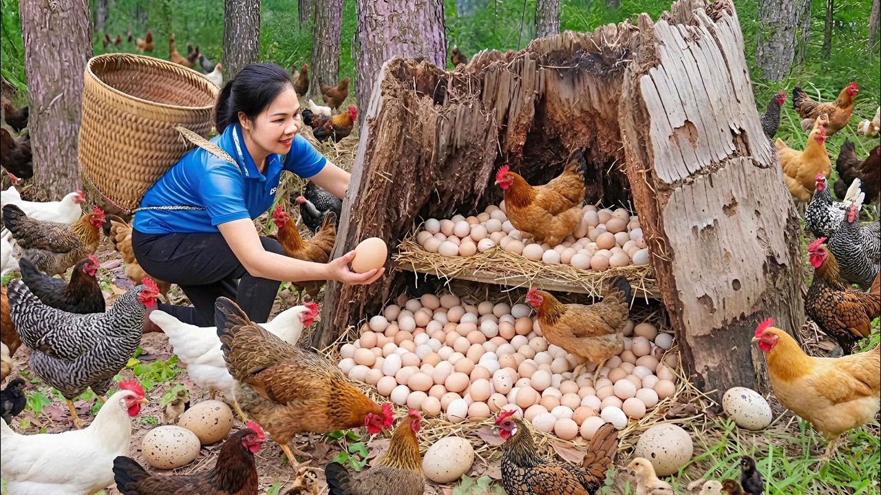 Harvesting Giant Jungle Chicken & Egg Go to Market Sell | 120 days living in the forest | off grid