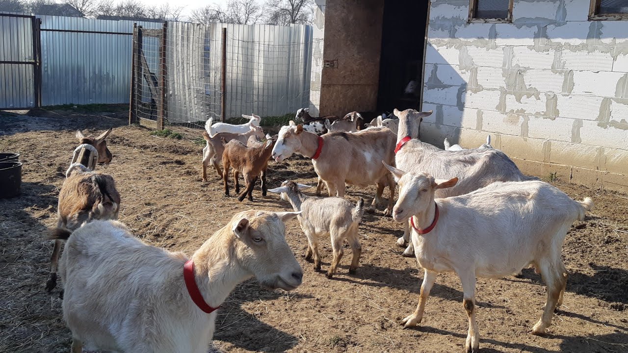 A,B,C-ul CREȘTERII CAPRELOR!!!Sfaturi pentru &icirc;ncepători!!!🐐🐐🐐