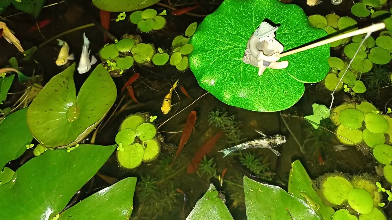 CAT GAMES.CATCHING FISH 1 HOUR.VERSION (VIDEOS FOR CATS TO WATCH)
