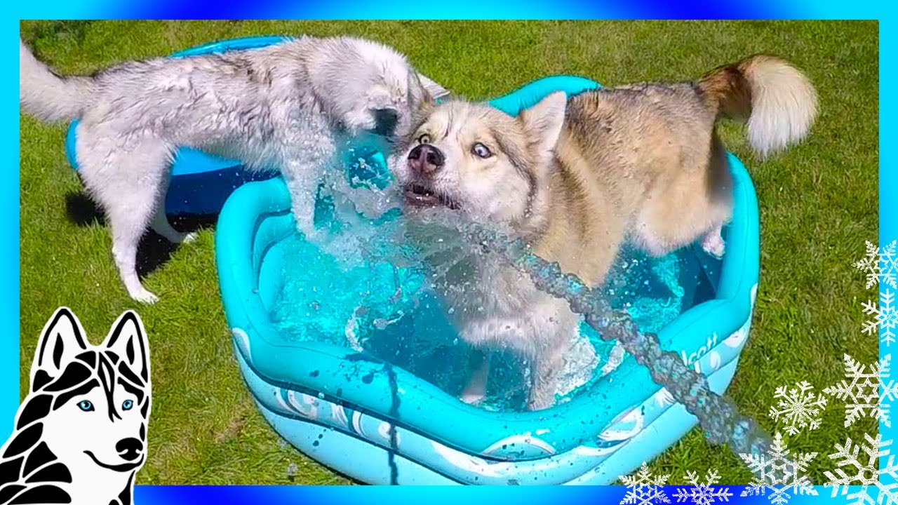 HUSKY SPLASH DAY | SIBERIAN HUSKY POOL PARTY TIME
