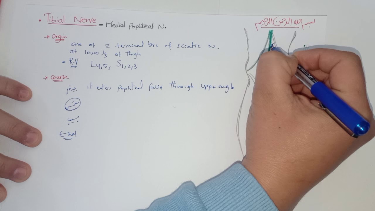 5. Tibial nerve ... Anatomy .... Dr. Khaled Awad