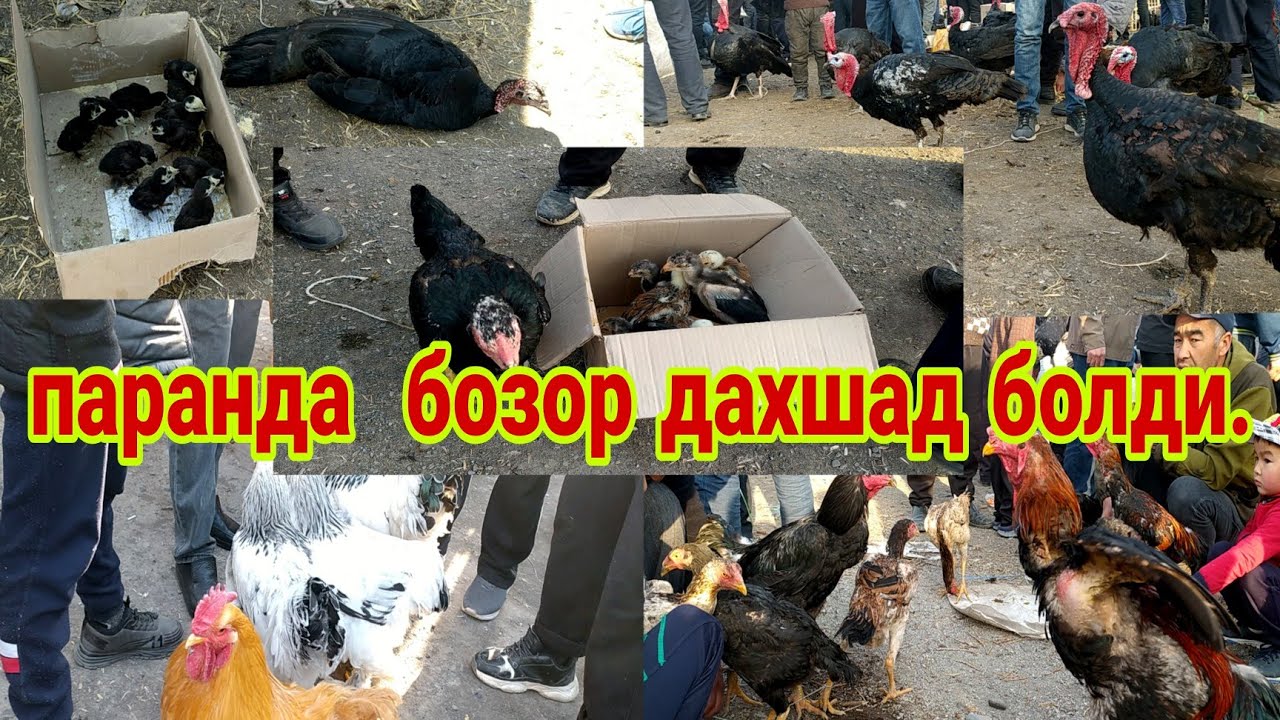 коргонтепада паранда бозори дахшад болди 👍13 апреля 2021 г.