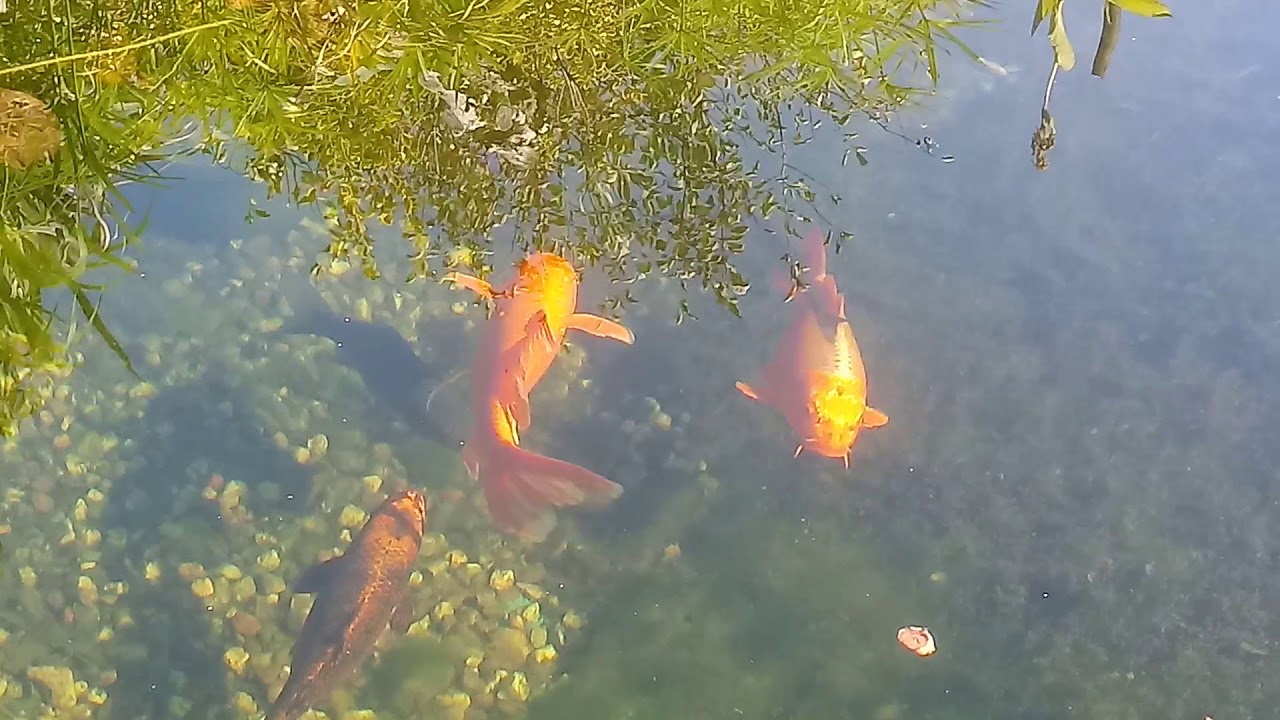 171#. Karmienie ryb jesienią.