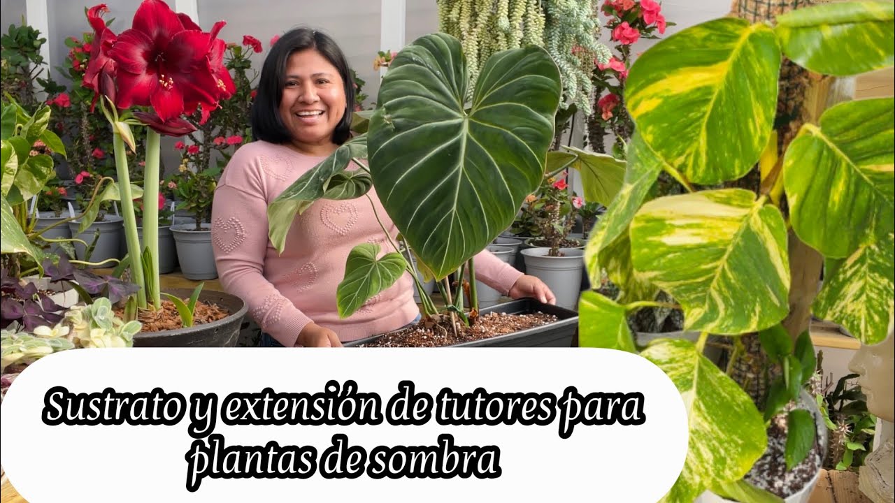 PLANTAS DE SOMBRA SUSTRATO Y TRASPLANTE