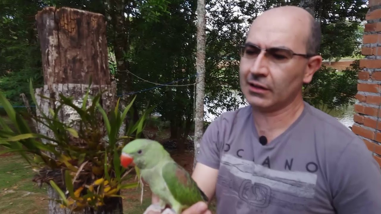 PODE TER GRANDE ALEXANDRE MANSO?