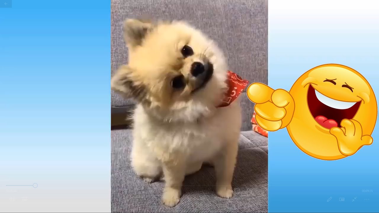 🤣  Lustige Tier 🐱&zwj;👤  Videos - sammlung 16   😂