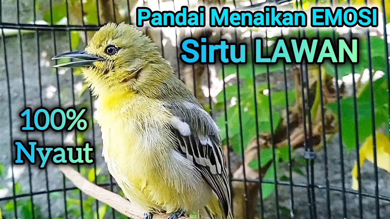 SIRTU GACOR PANDAI MEMANCING EMOSI LAWAN - SIRTU/CIPOH GACOR NYAUT SEMUA