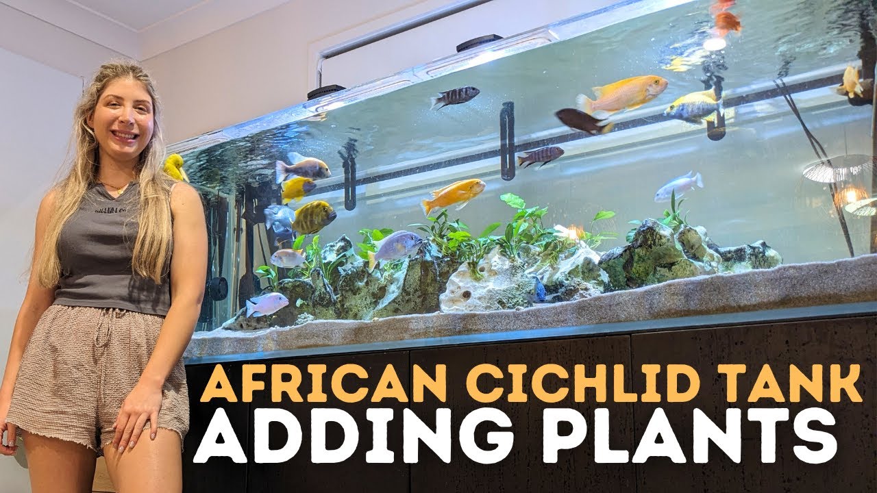 Rescaping my Lake Malawi Cichlid Tank with Plants