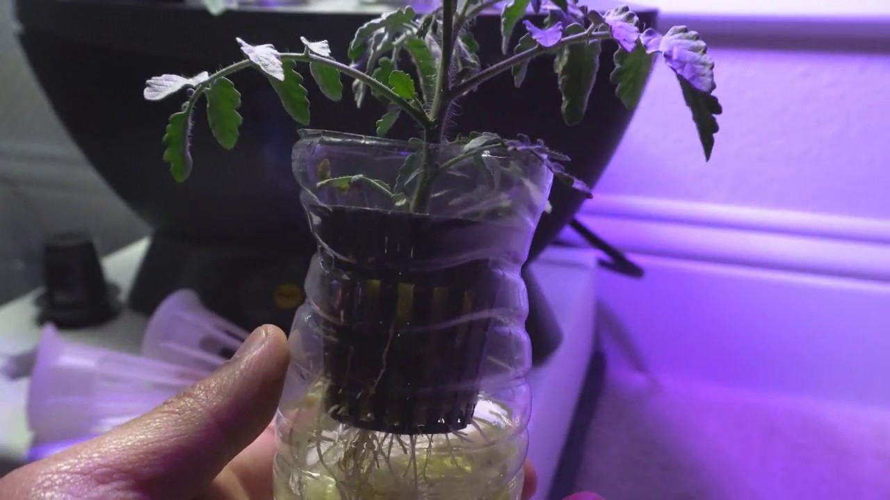 Water Bottle Kratky Hydroponic for Tomato