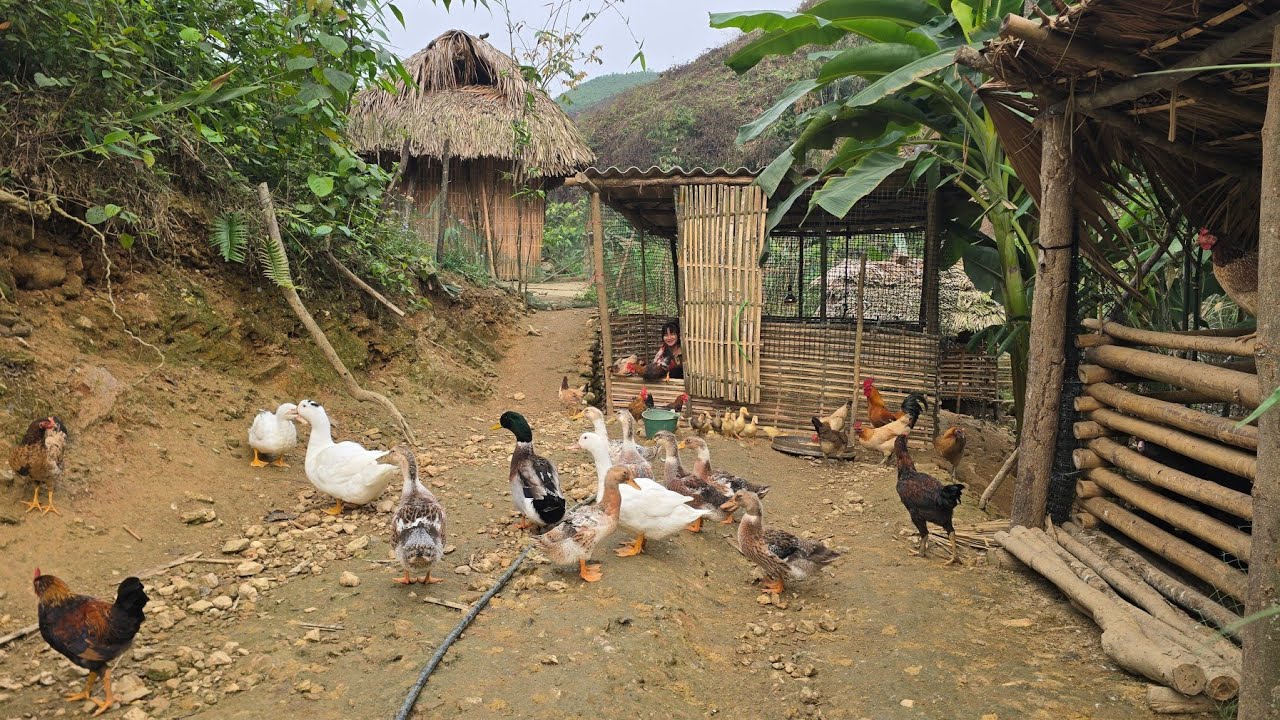 Train chickens to roam and grow peanuts | Tiểu Liễu-17 year old