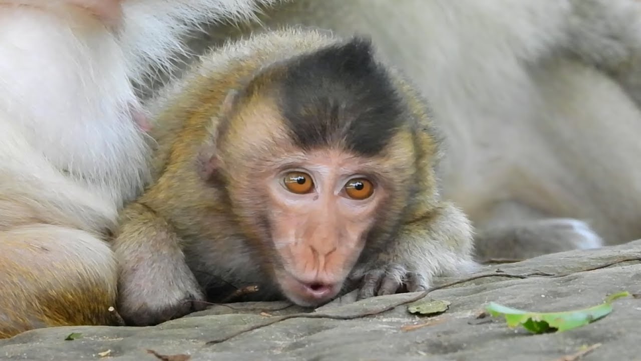 Poor Baby Monkey Hug And Crying Cuz He Want To Walk And Play