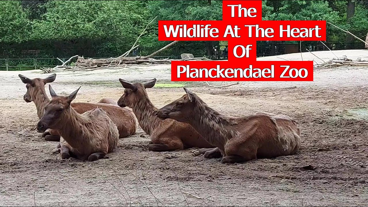 The Wildlife At The Heart Of Planckendael Zoo 2022