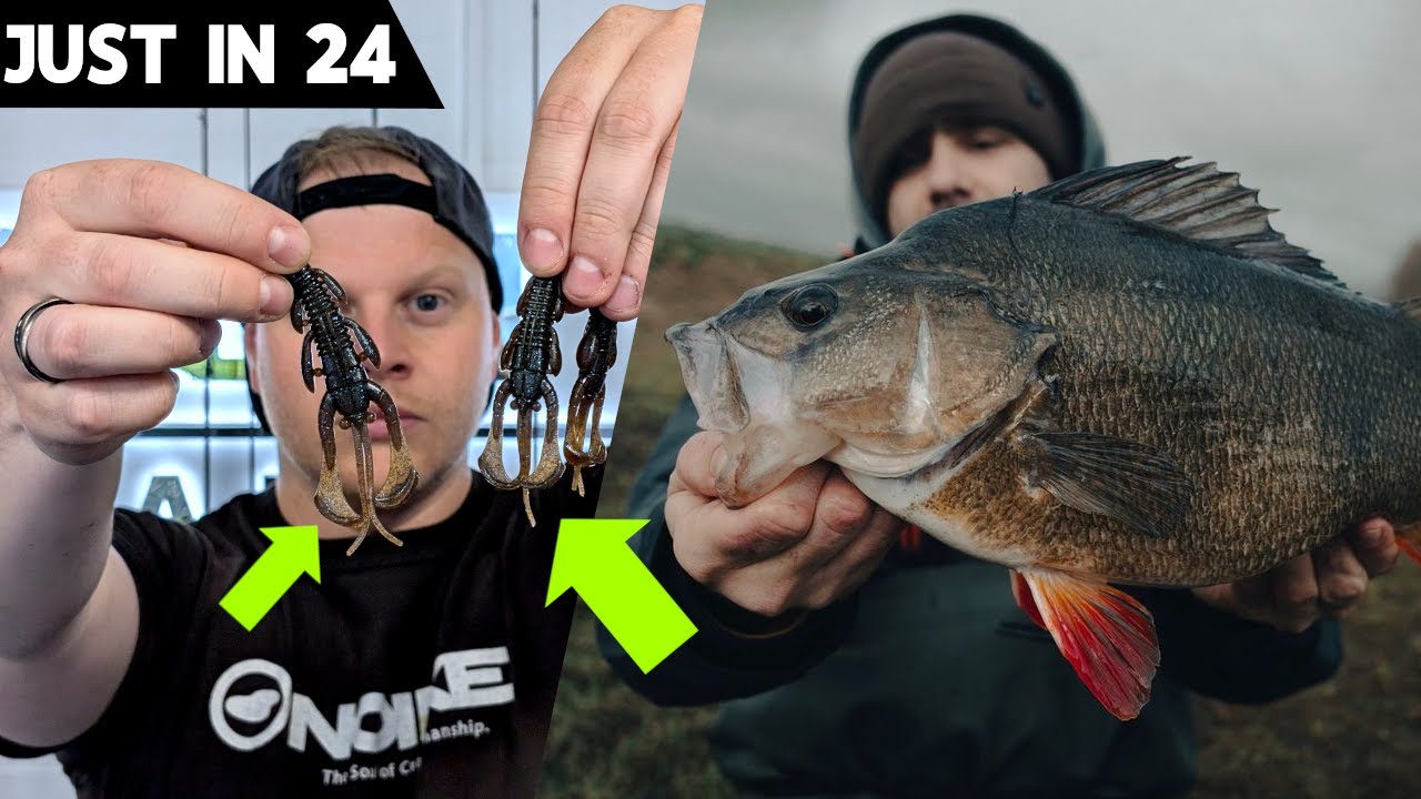 Neue NOIKE Krebse + ENDLICH wieder Zander-Gummis! JUST IN 24