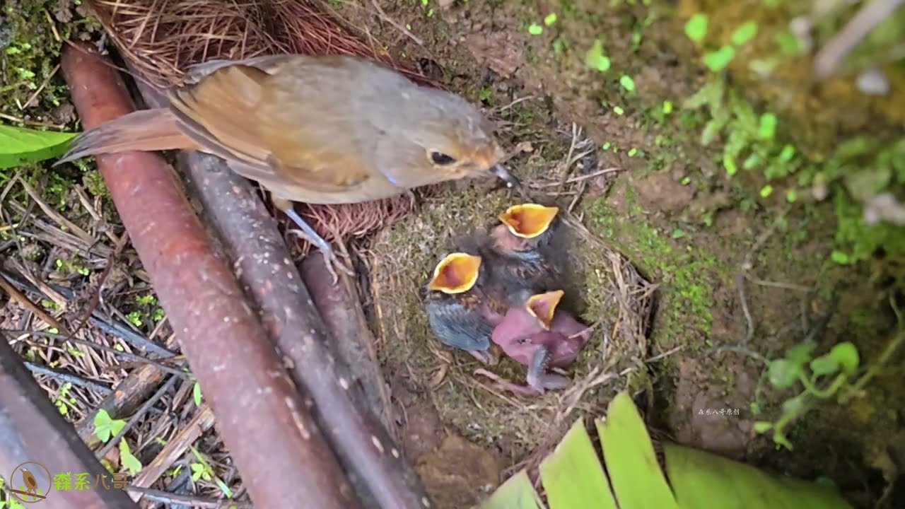 Cuckoo: cold, hungry, loses food fights—blame the strong guardrail?杜鹃鸟又冷又饿，抢食抢不过其他小鸟，只怪护栏太强大？
