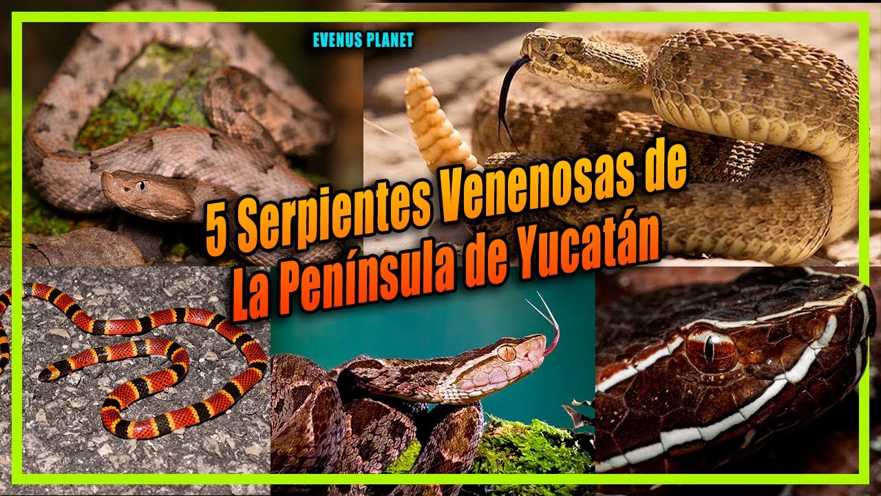 Cinco Serpientes Venenosas de la Península de Yucatán