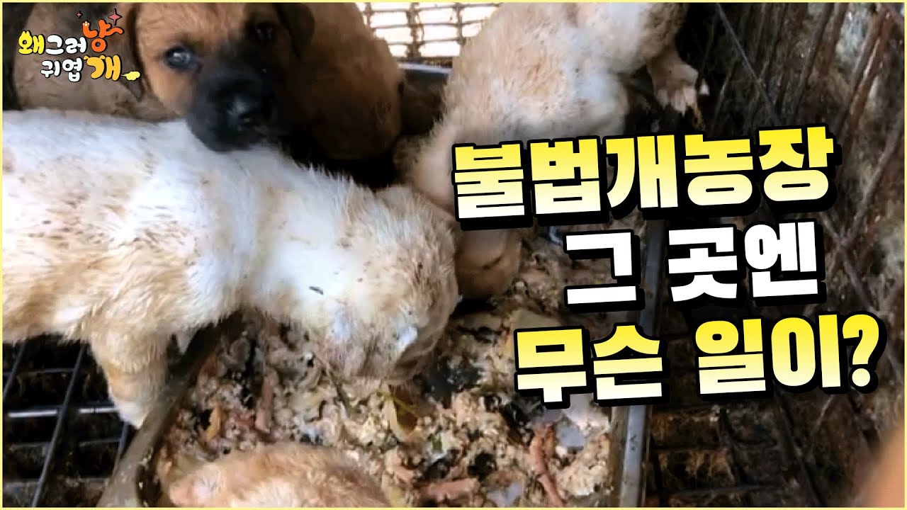 계양산 불법 개농장에서 구조 된 161마리의 개들... 그 이후 어떻게 됐을까?...