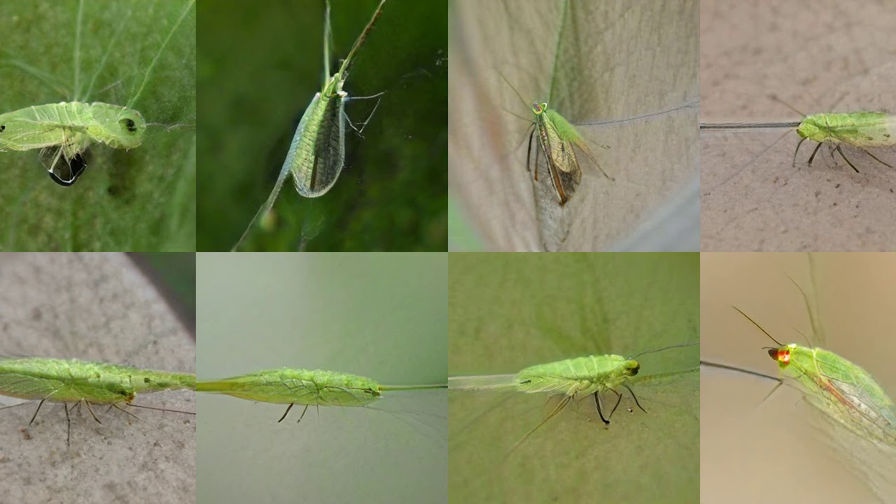 Generating Lacewing, Lacewing Fly with Deep Learning
