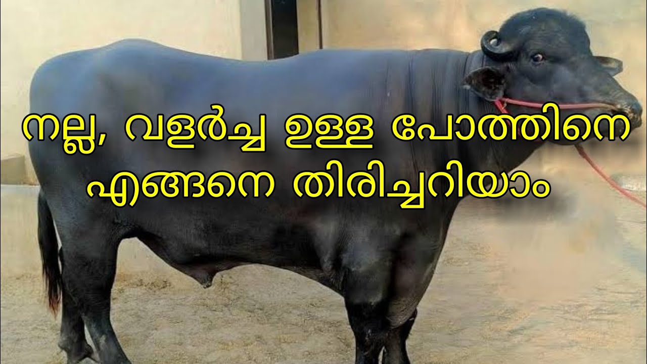 നല്ല ഇനം പോത്തിനെ എങ്ങനെ തെരഞ്ഞെടുക്കാം| പോത്തിനെ വാങ്ങുമ്പോൾ |pothine vangumbol nokkendath|