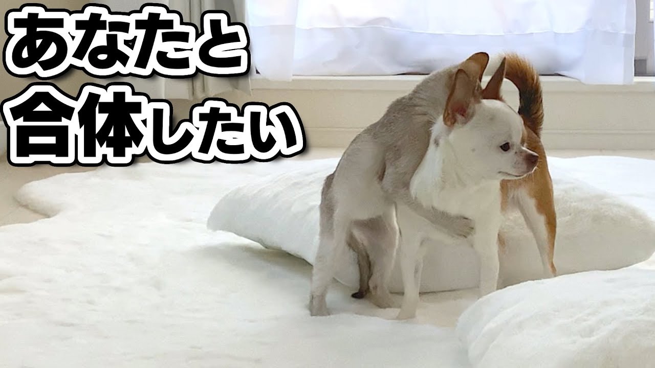 いよいよ子犬と一体化しそうな子猫