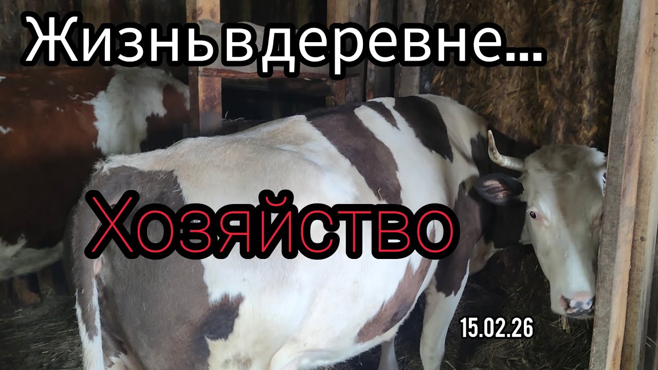 Как живут в русской деревне/Обзор нашего хозяйства/Бесполезная покупка/Коровы на привязи.
