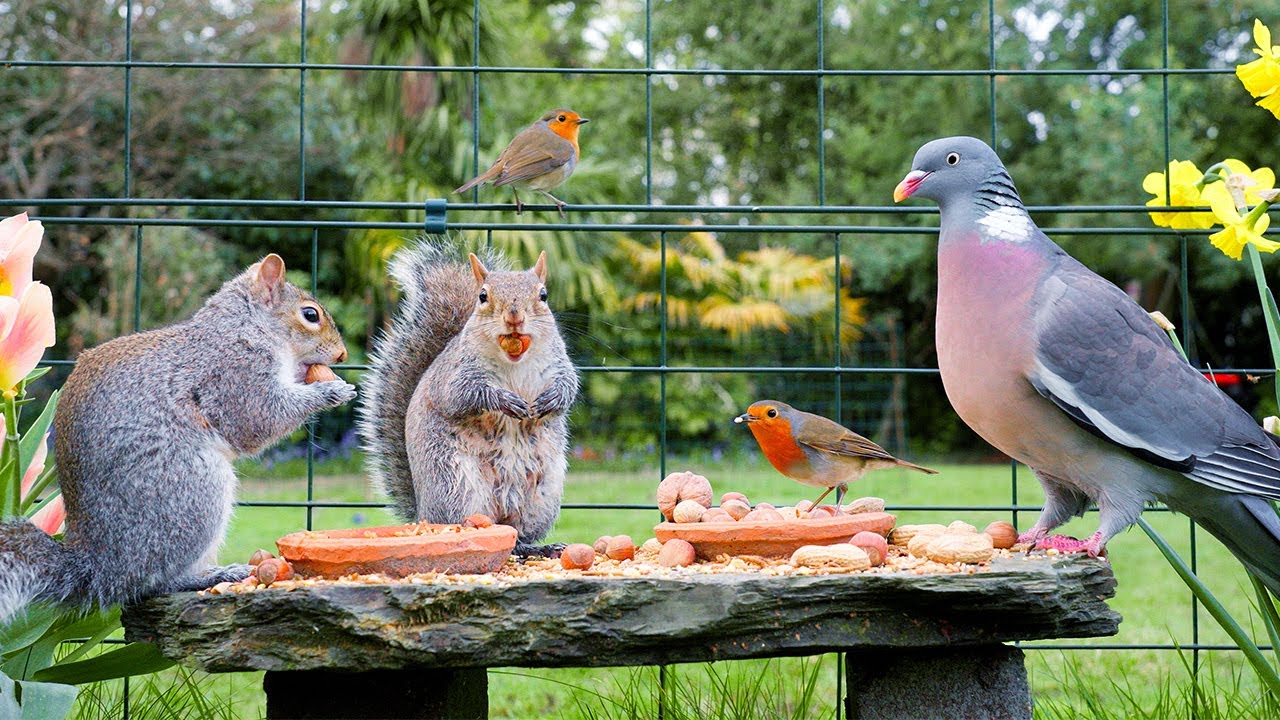 Птички для кошек 🕊️ Птицы и белки кормятся на фестивале 