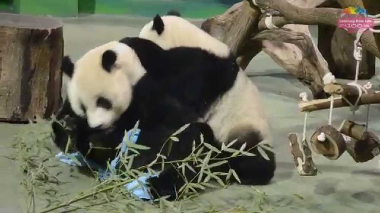 媽咪上訓練課－圓仔瞎忙搶進 Giant Panda Yuan Zai's Advanced Animal Training