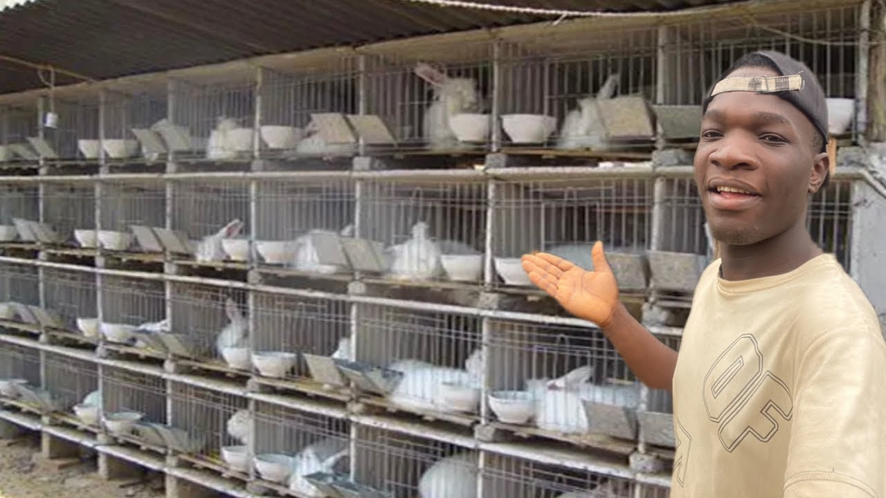 How to start a rabbit farm step by step a great way to make millions $$$ 😱
