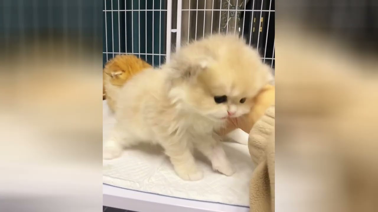 A happy kitten makes the whole world look brighter