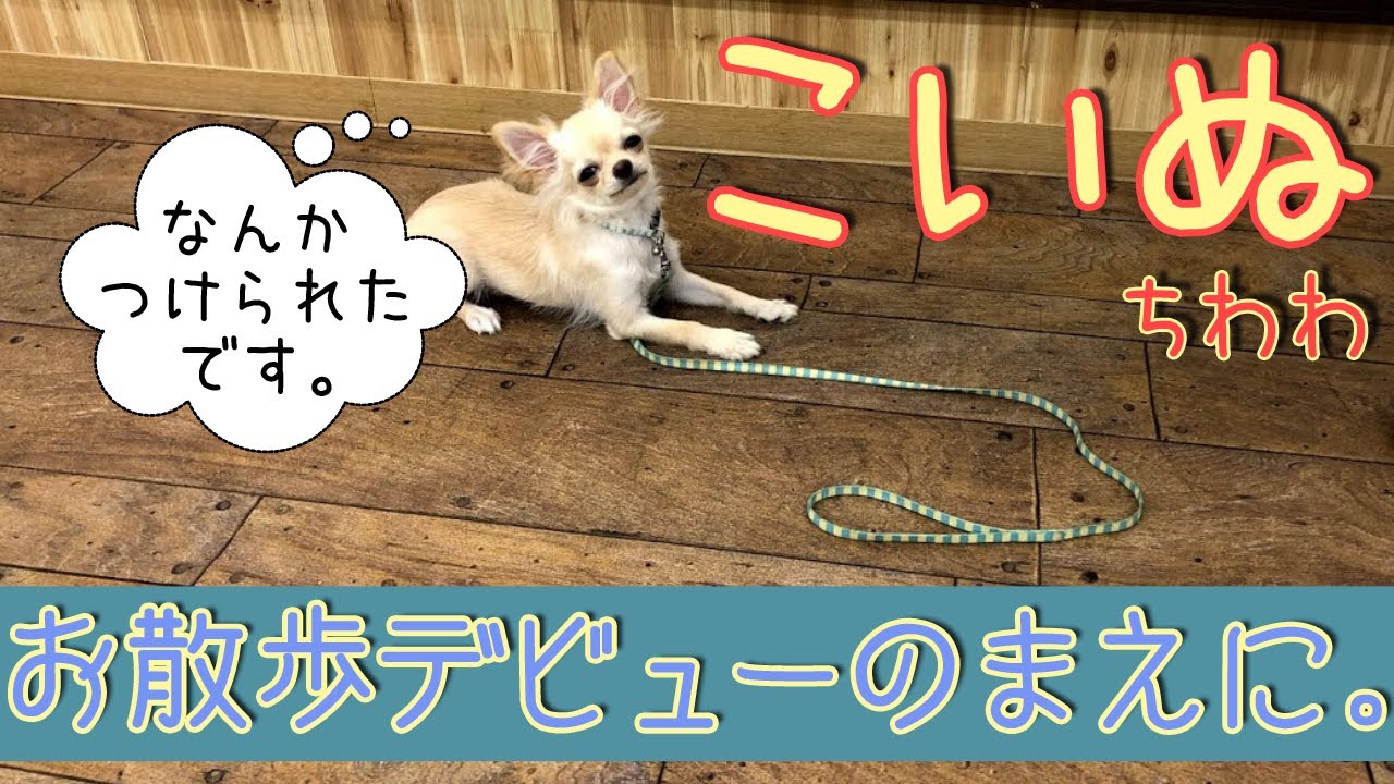 【子犬のしつけ】子犬が家にやってきた！お散歩デビューを控える子犬の飼い主さんへ♪家でもできるお散歩ごっこ。