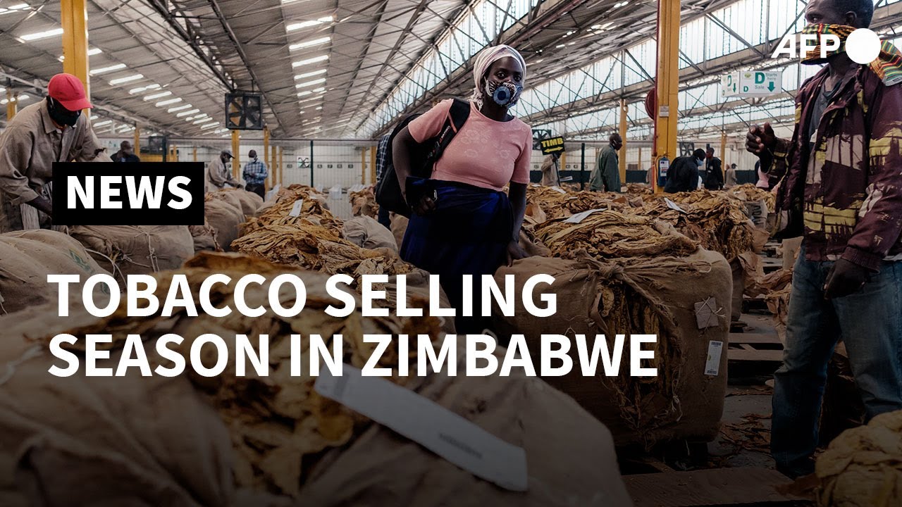 Zimbabwe kicks off tobacco selling season as it expects output surge | AFP