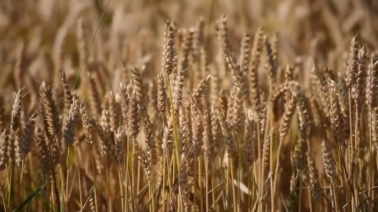 Leise Windger&auml;usche auf einem Weizenfeld an einem sommerlichen hei&szlig;en Augusttag.