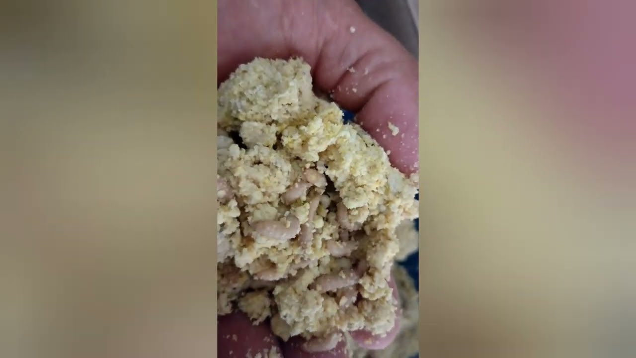 colhendo os ovos da mosca soldado negro e a eclosão dos ovos
