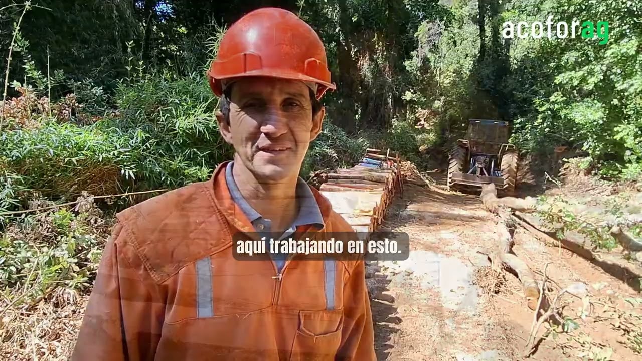 Bosque nativo en acción